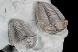 Bargain, Two Flexicalymene Trilobites - Ohio #74720-3